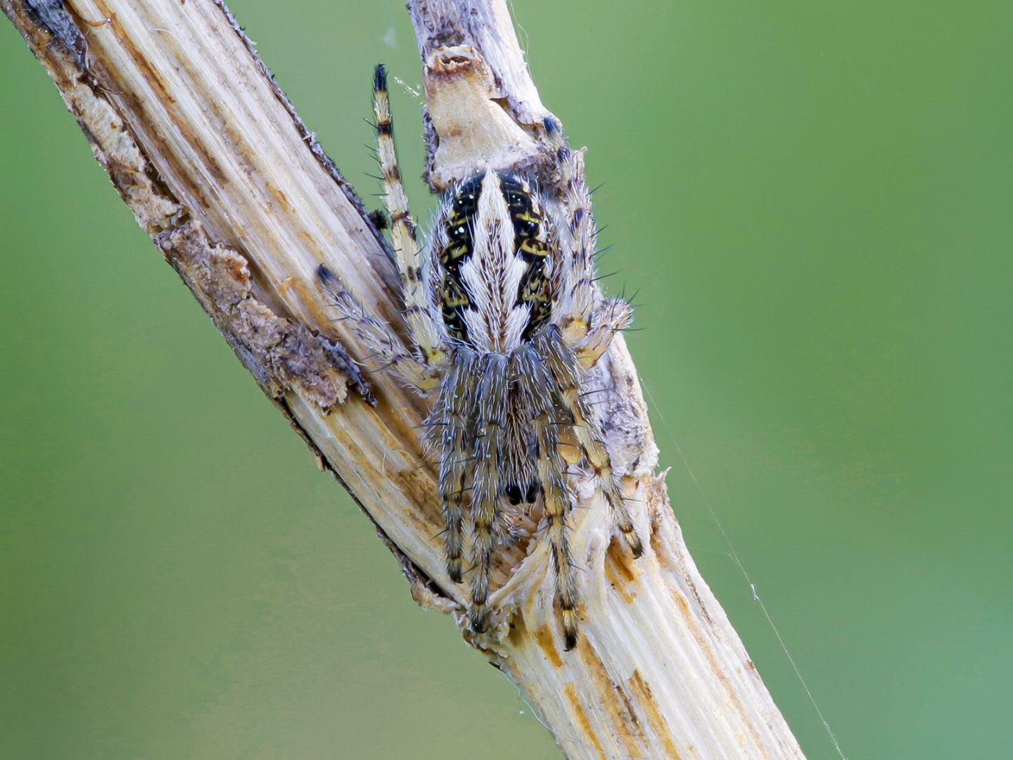 Araneidae: giovane Aculepeira ceropegia ?... Aculepeira armida